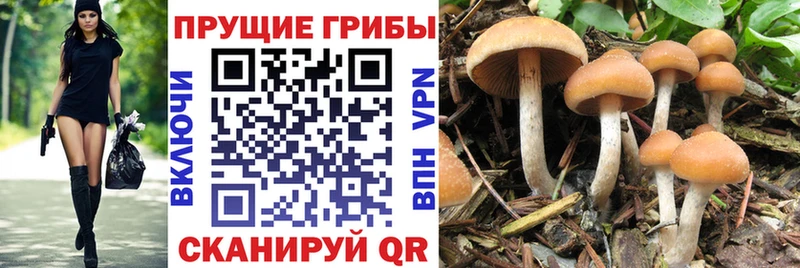 Купить где  Богородицк  Галлюциногенные грибы прущие грибы 